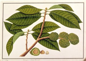 Brangam oder Malaiische Kastanie, aus Zeichnungen von Pflanzen aus Malakka, ca. 1805-18 von Chinese School