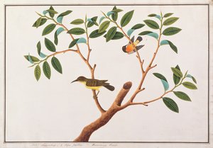 Braunkehl-Sonnenvogel und Rubinwangen-Sonnenvogel, aus Zeichnungen von Vögeln aus Malakka, ca. 1805-18 von Chinese School