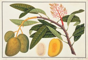 Buihang Mangifera, aus Zeichnungen von Pflanzen aus Malakka, ca. 1805-18 von Chinese School