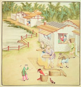 Chinesische Bauern beim Reissieben