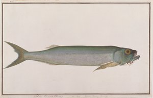 Dorab-Wolfshering, aus Zeichnungen von Fischen von Malakka, ca. 1805-18 von Chinese School