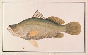 Giant Sea Perch, aus Zeichnungen von Fischen aus Malakka, ca. 1805-18 von Chinese School