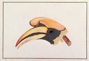 Großer Nashornvogel, aus Zeichnungen von Vögeln aus Malakka, ca. 1805-18