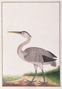 Graureiher, aus Zeichnungen von Vögeln aus Malakka, ca. 1805-18