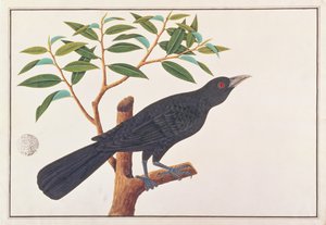 Koel, aus Zeichnungen von Vögeln aus Malakka, ca. 1805-18 von Chinese School