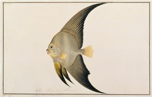 Langflossen-Fledermausfisch, aus Zeichnungen von Fischen von Malakka, ca. 1805-18 von Chinese School