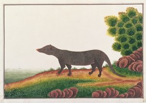 Mungo, aus Zeichnungen von Tieren, Insekten und Reptilien aus Malakka, ca. 1805-18 von Chinese School