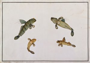 Schlammfisch, Bloodo chiena, Bloodo La-ore, aus Zeichnungen von Fischen von Malakka, ca. 1805-18