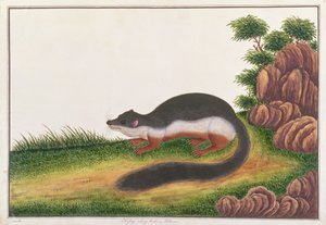 Prevosts Eichhörnchen, aus Zeichnungen von Tieren, Insekten und Reptilien aus Malakka, ca. 1805-18 von Chinese School