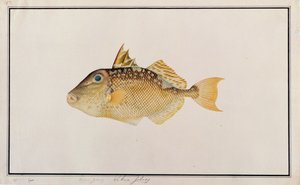 Sternen-Drückerfisch, aus Zeichnungen von Fischen von Malakka, ca. 1805-18 von Chinese School