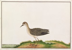 Waldwasserläufer, aus Zeichnungen von Vögeln aus Malakka, ca. 1805-18