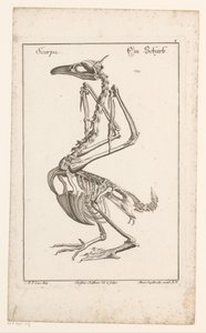 Skelett eines Kormorans von Christian Hallbaur