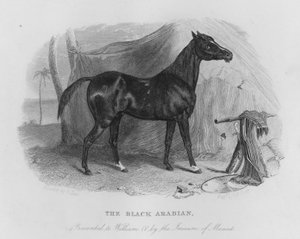 Der schwarze Araber, William IV. vom Imaum von Maskat präsentiert (Gravur)