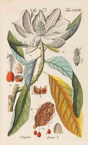 Botanisches Handbuch