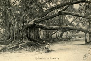 Riesige Bäume in Buitenzorg, Java, 1898 von Christian Wilhelm Allers