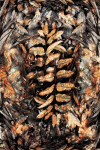 Abstrakte Herbstblätter von Christina Sillen