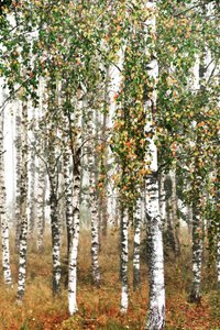 Herbst-Birkenwald