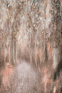 Herbstwaldweg von Christina Sillen