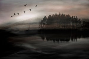 Vögel über nebligem See