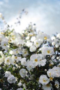 Blühende weiße Rosen