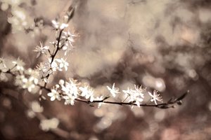 Zarte Zweigblüten von Christina Sillen