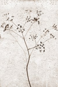 Zarte Getrocknete Pflanze von Christina Sillen