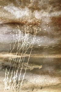 Zarte Winterstängel von Christina Sillen