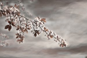 Träumender Blütenzweig von Christina Sillen