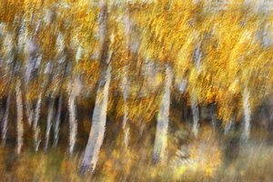 Träumender goldener Wald von Christina Sillen