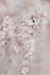 Träumende Rosa Blüten von Christina Sillen