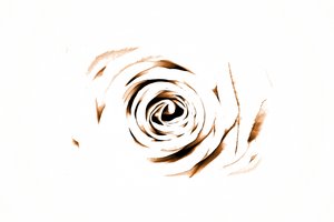 Elegante Sepia-Rose von Christina Sillen