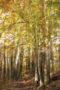 Verzauberter Waldweg von Christina Sillen