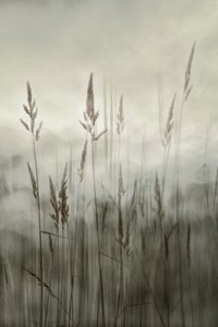Ätherisches hohes Gras von Christina Sillen