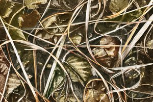 Vereistes Naturdetail