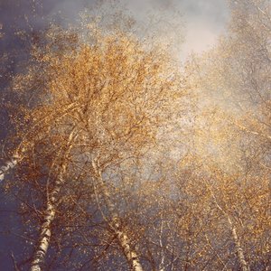 Goldene Herbstbirken