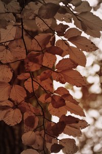 Goldene Herbstblätter von Christina Sillen