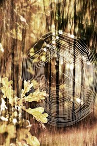 Goldenes Herbstspinnennetz