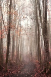 Nebliger Herbstwaldweg von Christina Sillen