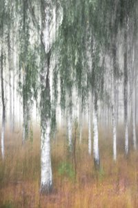 Nebliger Birkenwald