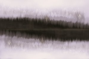 Neblige Birkenreflexion