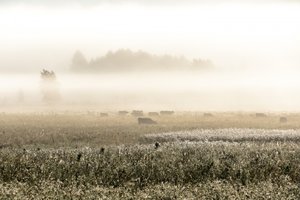 Neblige Morgenkühe von Christina Sillen