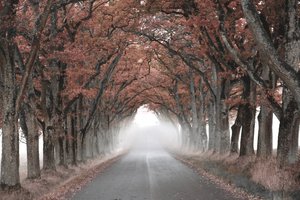 Nebliger Baumtunnel von Christina Sillen