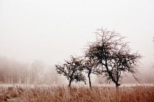 Neblige Winterbäume