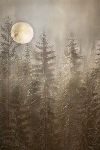 Mondbeschienener Winterwald
