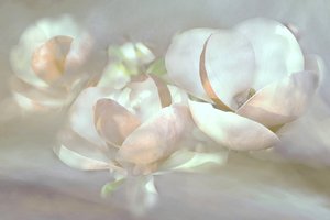 Weiche Magnolienblüten