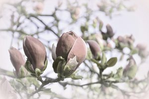 Weiche Magnolienknospen