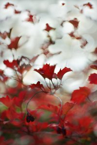 Weiches rotes Laub