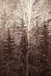 Winterwaldlicht