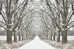 Winterliche Baumgesäumte Straße von Christina Sillen
