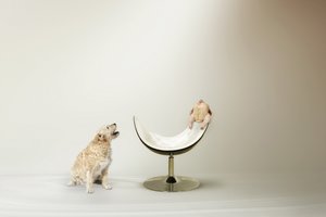Hundes Hühnerdilemma von Christine von Diepenbroek